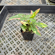 Load image into Gallery viewer, Syngonium Red Spot Tricolor Variegated exact plant, Fedex 2day*
