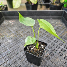 Load image into Gallery viewer, Anthurium Macrolobium, Exact Plant Ships Nationwide
