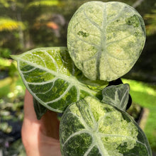 Load image into Gallery viewer, Alocasia Ninja Tricolor Splash, Black Velvet Variegated 2.5" pot, Fedex 2day*
