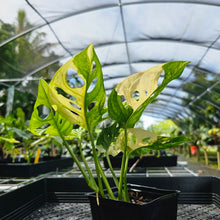 Load image into Gallery viewer, Monstera Adansonii Aurea, Exact Plant Variegated
