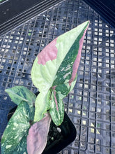 Load image into Gallery viewer, Syngonium Red Spot Tricolor, Exact Plant Variegated Ships Nationwide
