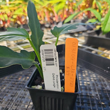 Load image into Gallery viewer, Philodendron Orchid Jungle, Exact Plant Ships Nationwide

