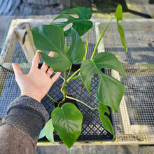 Load image into Gallery viewer, Monstera Sierrana Hawaii Clone, Exact Plant Rooted top cut Ships Nationwide
