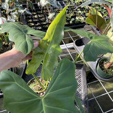 Load image into Gallery viewer, Philodendron Simmondsii exact plant, Fedex 2day
