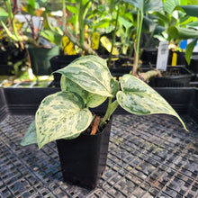 Load image into Gallery viewer, Scindapsus Peasun Variegated 2.5" pot, Fedex 2day*
