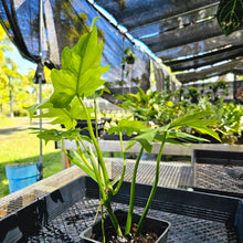 Load image into Gallery viewer, Philodendron Radiatum, Exact Plant Variegated Ships Nationwide
