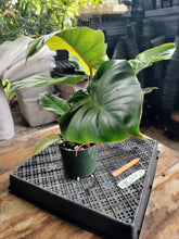 Load image into Gallery viewer, Philodendron Jungle Fever Mint, Exact Plant Variegated Ships Nationwide
