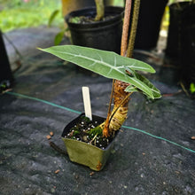 Load image into Gallery viewer, Alocasia Longiloba, Denudata, Exact Plant Large
