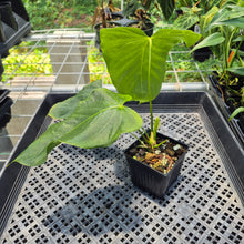 Load image into Gallery viewer, Anthurium Warocqueanum x Noid exact plant, Fedex 2day*
