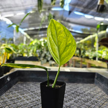 Load image into Gallery viewer, Monstera Peru &quot;Karstenianum&quot;, Exact Plant Variegated Ships Nationwide
