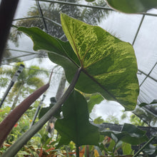 Load image into Gallery viewer, Philodendron Ilsemanii Variegated exact plant, Fedex 2day*
