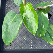 Load image into Gallery viewer, Philodendron White Princess, Exact Plant Variegated Ships Nationwide

