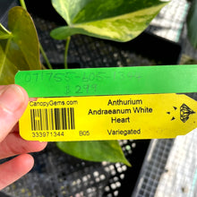 Load image into Gallery viewer, Anthurium Andraeanum White Heart, Exact Plant Variegated Ships Nationwide
