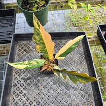 Load image into Gallery viewer, Philodendron Caramel Marble, Exact Plant Variegated Ships Nationwide
