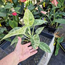 Load image into Gallery viewer, Philodendron Giganteum, Exact Plant Variegated Ships Nationwide
