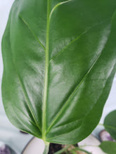 Load image into Gallery viewer, Spectabile Wide Form, exact plant, Anthurium, ships nationwide
