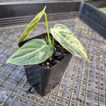 Load image into Gallery viewer, Philodendron Melanochrysum, Exact Plant Variegated Ships Nationwide
