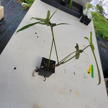 Load image into Gallery viewer, Philodendron Longilobatum Lelano Miyano, Exact Plant Ships Nationwide
