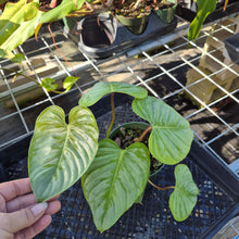 Load image into Gallery viewer, Philodendron Sodiroi True Form, Exact Plant Ships Nationwide
