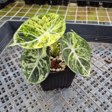 Load image into Gallery viewer, Alocasia Ninja Tricolor Splash, Black Velvet Variegated exact plant, Fedex 2day*
