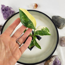 Load image into Gallery viewer, Monstera Lechleriana Variegated 2.5&quot; Pot, Fedex 2 day*
