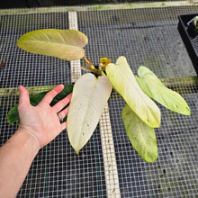 Load image into Gallery viewer, Philodendron Whipple Way, Exact Plant Variegated Ships Nationwide
