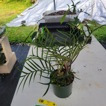 Load image into Gallery viewer, Philodendron Tortum, Exact Plant Ships Nationwide
