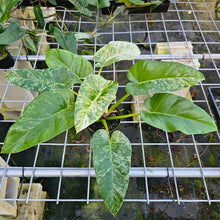 Load image into Gallery viewer, Philodendron Giganteum, Exact Plant Variegated

