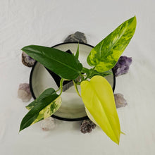 Load image into Gallery viewer, Philodendron Domesticum, Exact Plant Variegated Ships Nationwide
