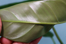 Load image into Gallery viewer, Philodendron Bernadopazii Exact Plant Ships nationwide
