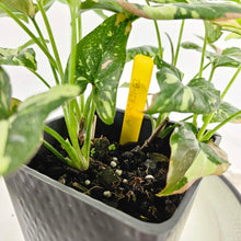 Load image into Gallery viewer, Syngonium Red Spot Tricolor, Variegated multi pot of 4 Ships Nationwide
