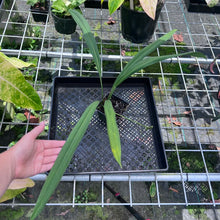 Load image into Gallery viewer, Anthurium Bakeri, Exact Plant
