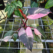 Load image into Gallery viewer, Philodendron Pink Princess Galaxy, Exact Plant Variegated
