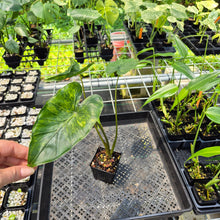 Load image into Gallery viewer, Alocasia Macrorrhiza Shock Treatment Variegated exact plant, Fedex 2day*

