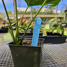 Load image into Gallery viewer, Anthurium Shibori, Exact Plant Variegated
