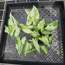 Load image into Gallery viewer, Syngonium Three Kings Magic Marble, Exact Plant Variegated Ships Nationwide
