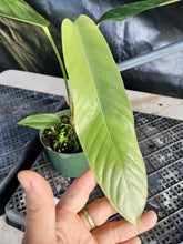 Load image into Gallery viewer, Anthurium Spectabile, Exact Plant Ships Nationwide
