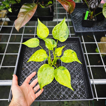 Load image into Gallery viewer, Alocasia Cucullata, Exact Plant Variegated Double plant
