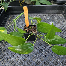 Load image into Gallery viewer, Epipremnum Pinnatum Yellow Flame, Exact Plant Variegated Ships Nationwide

