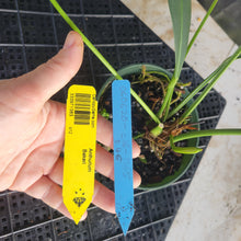 Load image into Gallery viewer, Anthurium Bakeri, Exact Plant Ships Nationwide
