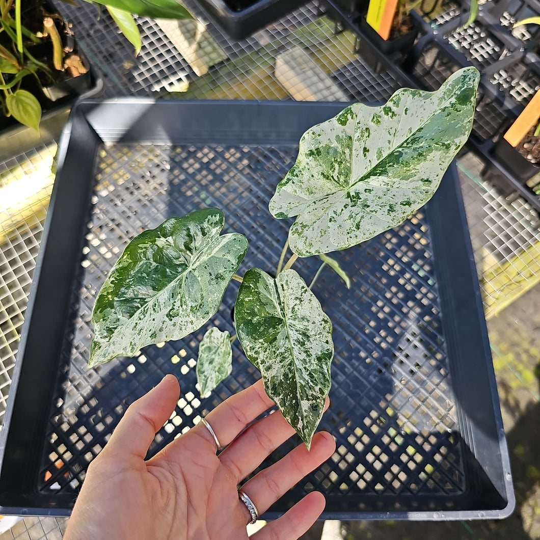 Alocasia Odora Batik, Exact Plant Variegated Ships Nationwide