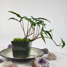 Load image into Gallery viewer, Syngonium Angustatum Little Star, Exact Plant double plant pot
