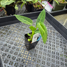 Load image into Gallery viewer, Anthurium Warocqueanum, Queen, Exact Plant Ships Nationwide
