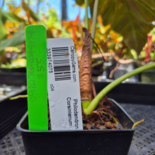 Load image into Gallery viewer, Philodendron Corsinianum, Exact Plant Ships Nationwide
