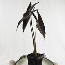 Load image into Gallery viewer, Alocasia Longiloba, Denudata, Exact Plant
