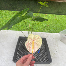 Load image into Gallery viewer, Anthurium Peppermint Splash, Shibori AFF, speckled , Exact Plant
