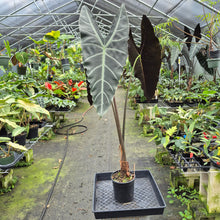 Load image into Gallery viewer, Alocasia Longiloba, Denudata exact plant, Fedex 2day*
