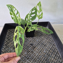 Load image into Gallery viewer, Monstera Adansonii Mint "Indonesia" Variegated exact plant, Fedex 2day*
