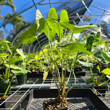 Load image into Gallery viewer, Anthurium Macrolobium, Exact Plant Ships Nationwide
