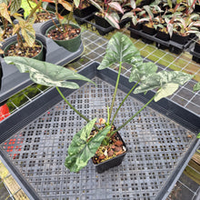 Load image into Gallery viewer, Alocasia Simpo Albo variegated 3.5" pot, Fedex 2day*
